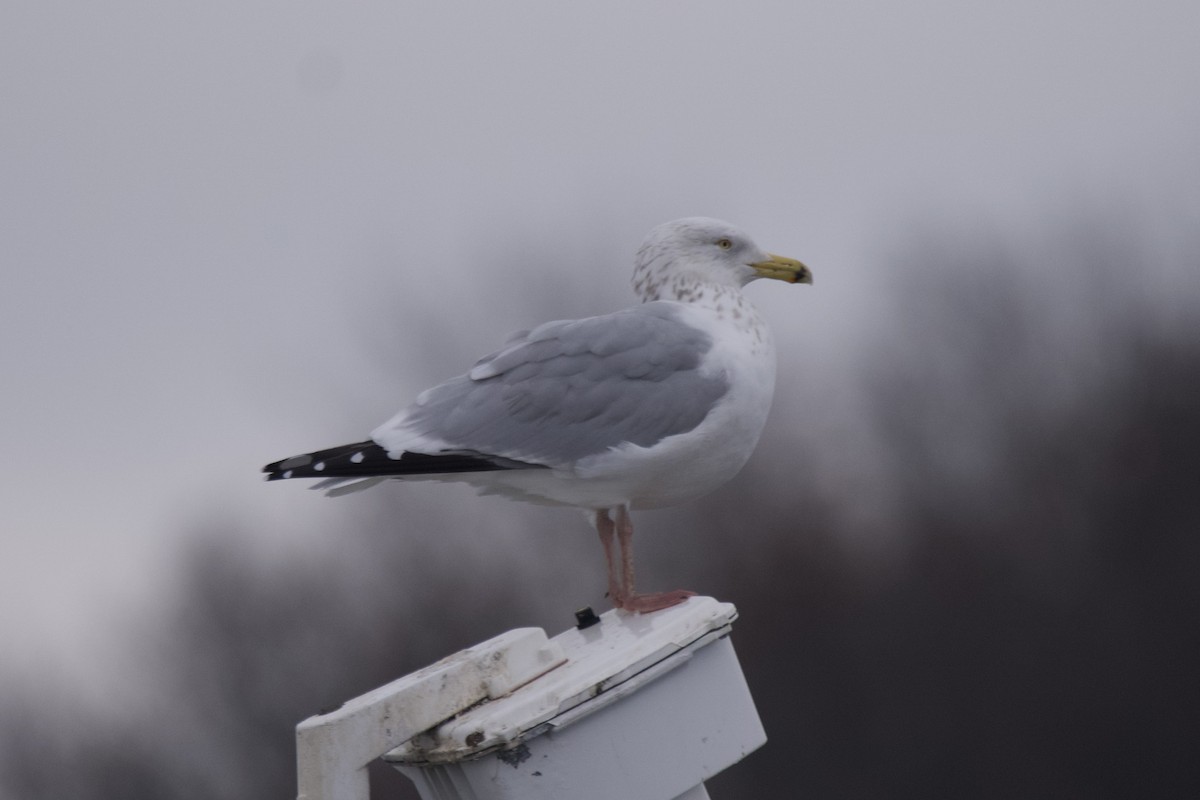 Gaviota Argéntea - ML612810745