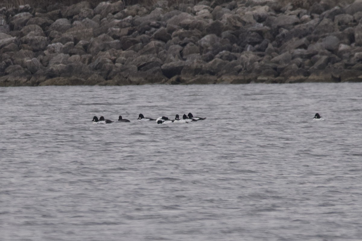 Common Goldeneye - ML612810747