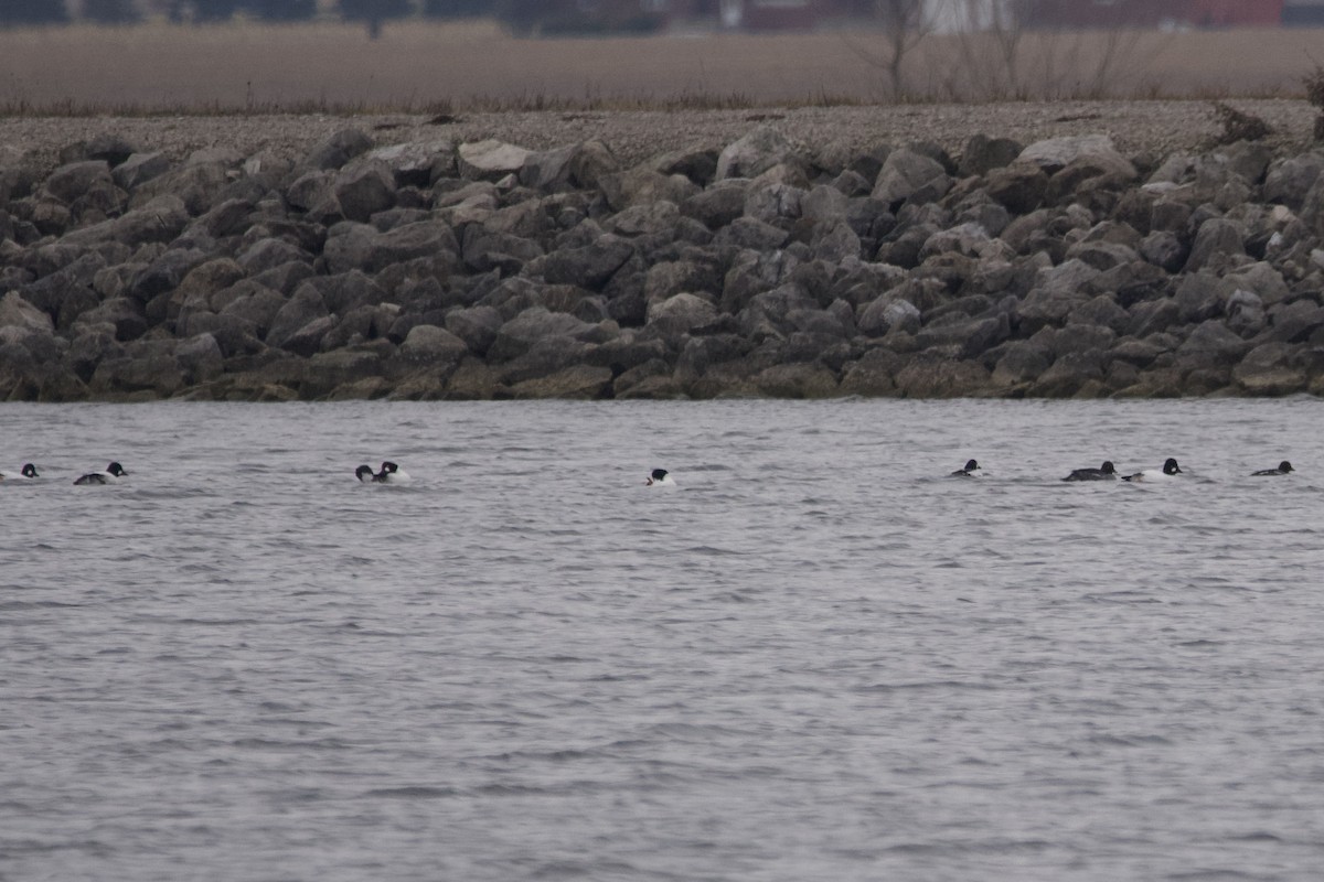 Common Goldeneye - ML612810748