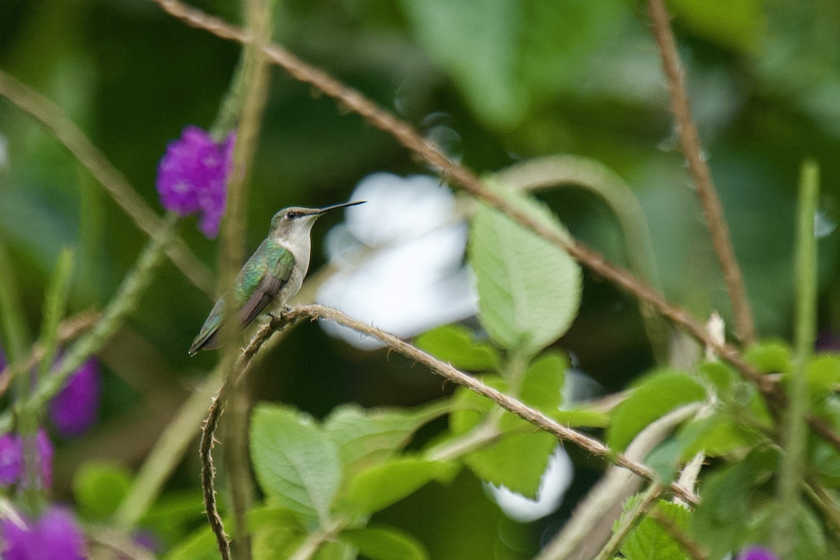 Colibri à gorge rubis - ML612810795