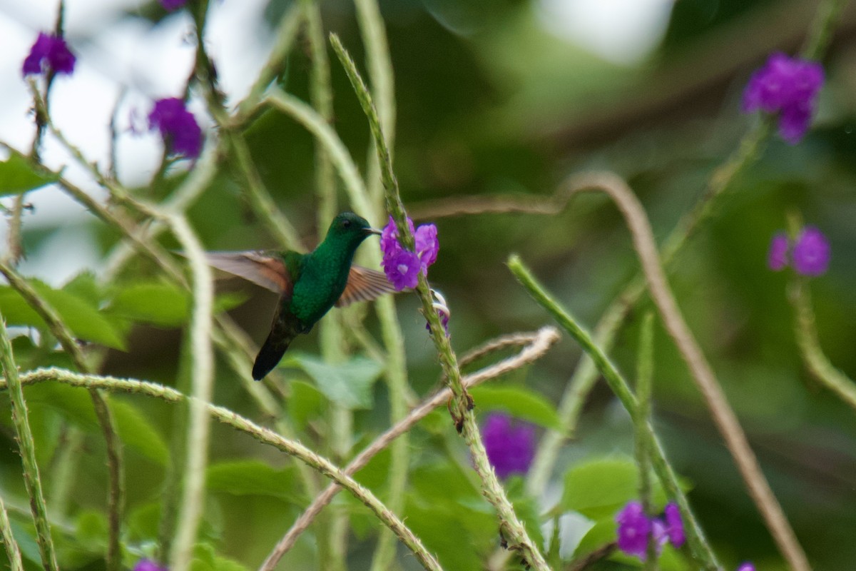 blåhalekolibri - ML612810797