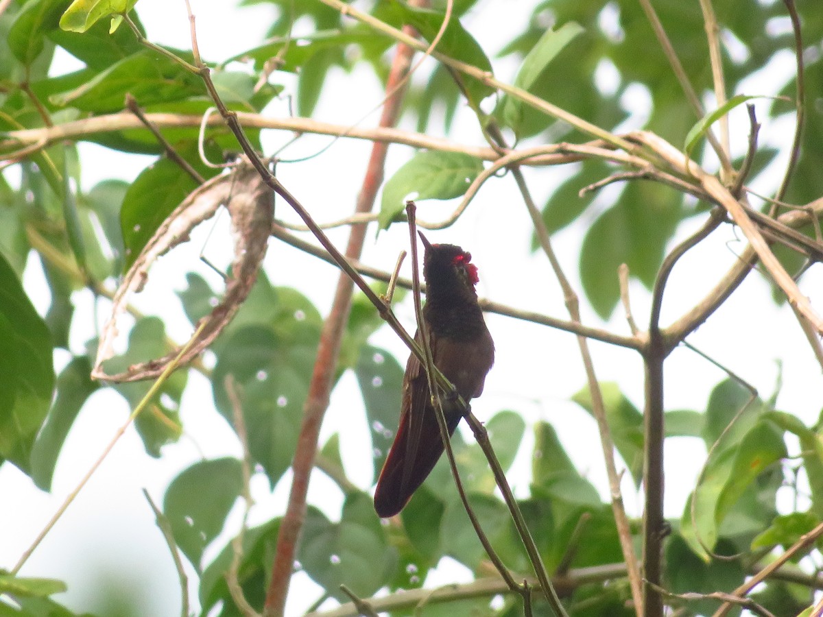 kolibřík červenohlavý - ML612810853