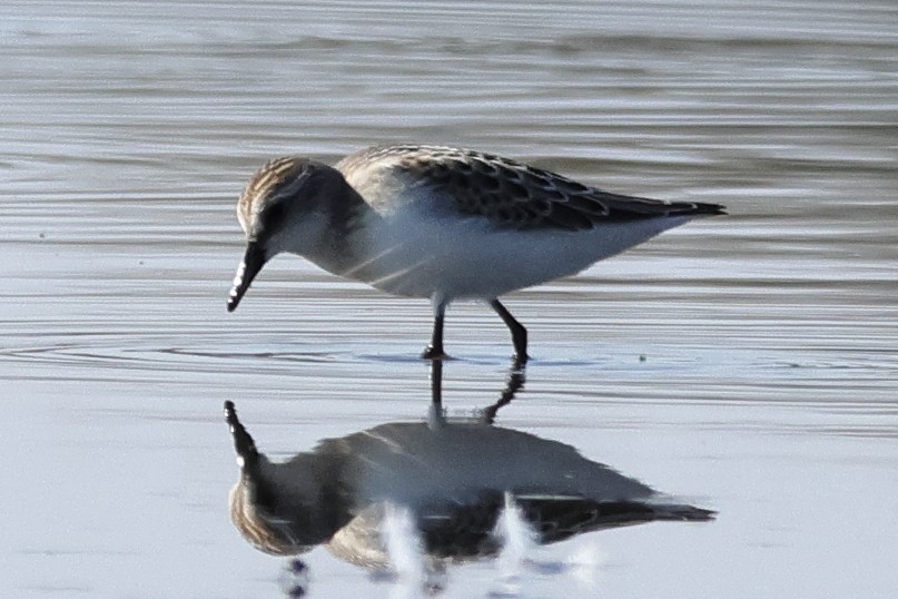 Semipalmated Sandpiper - Bruno Canadien