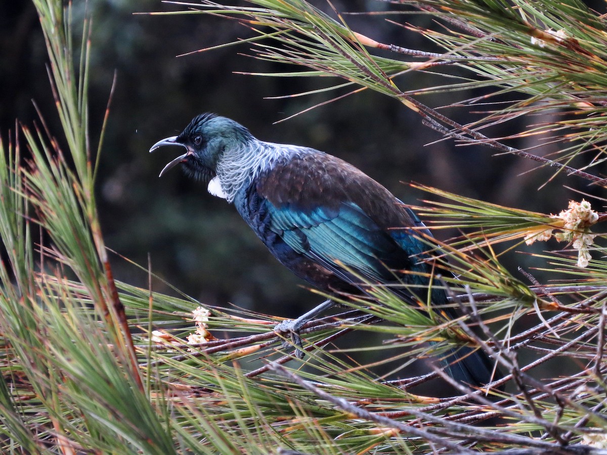 Mielero Tui - ML612811035