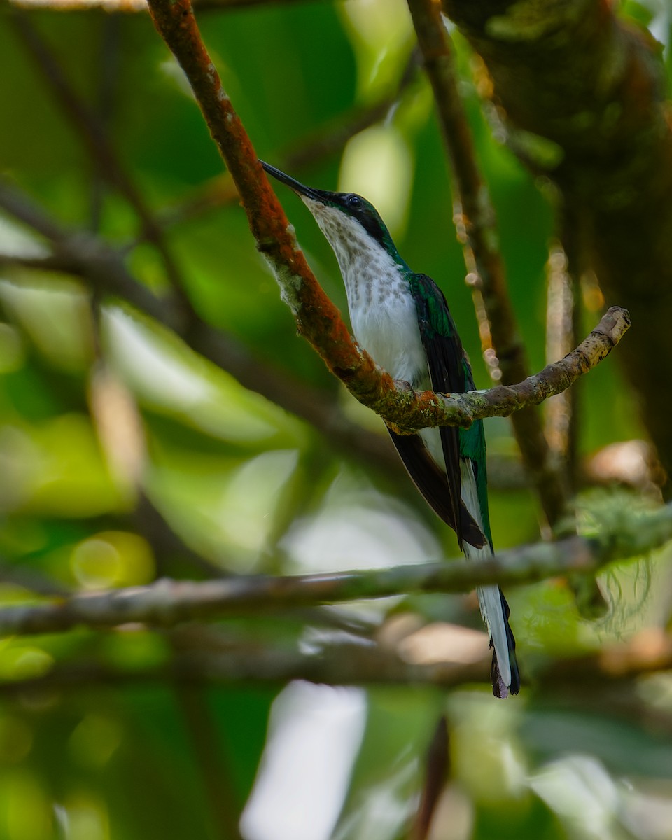 Black-eared Fairy - Johnnier Arango 🇨🇴 theandeanbirder.com