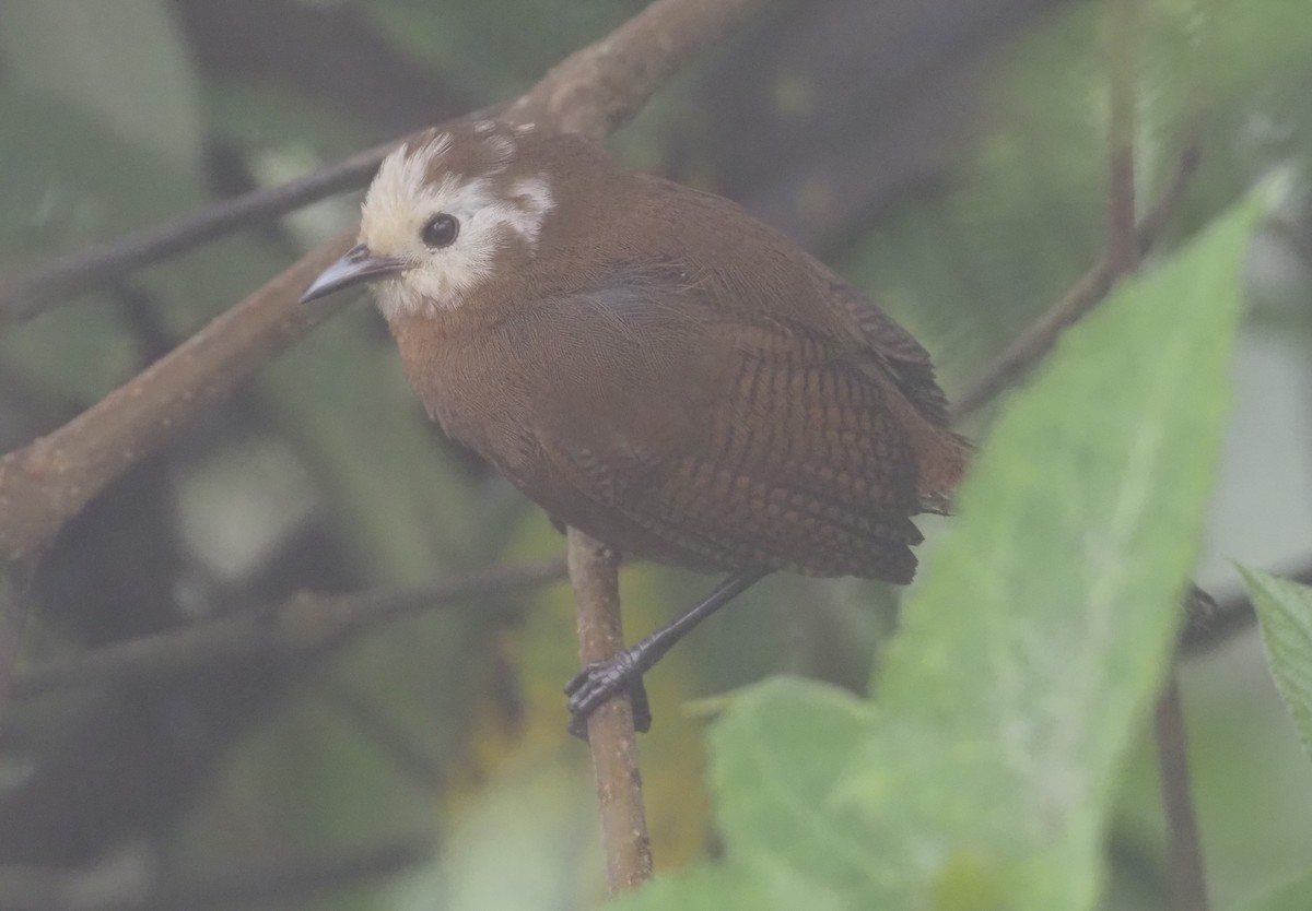 Peruvian Wren - Stephan Lorenz