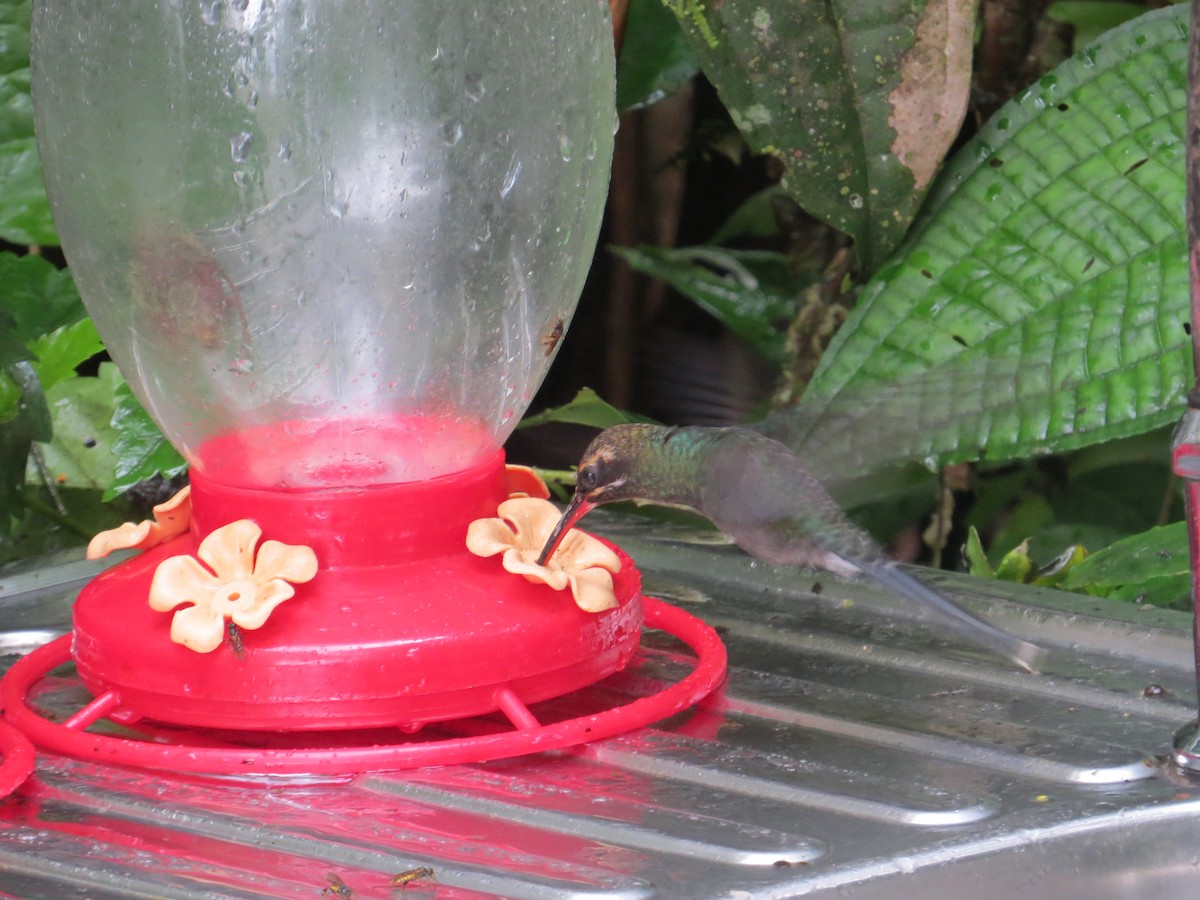 kolibřík bělovousý - ML612811113