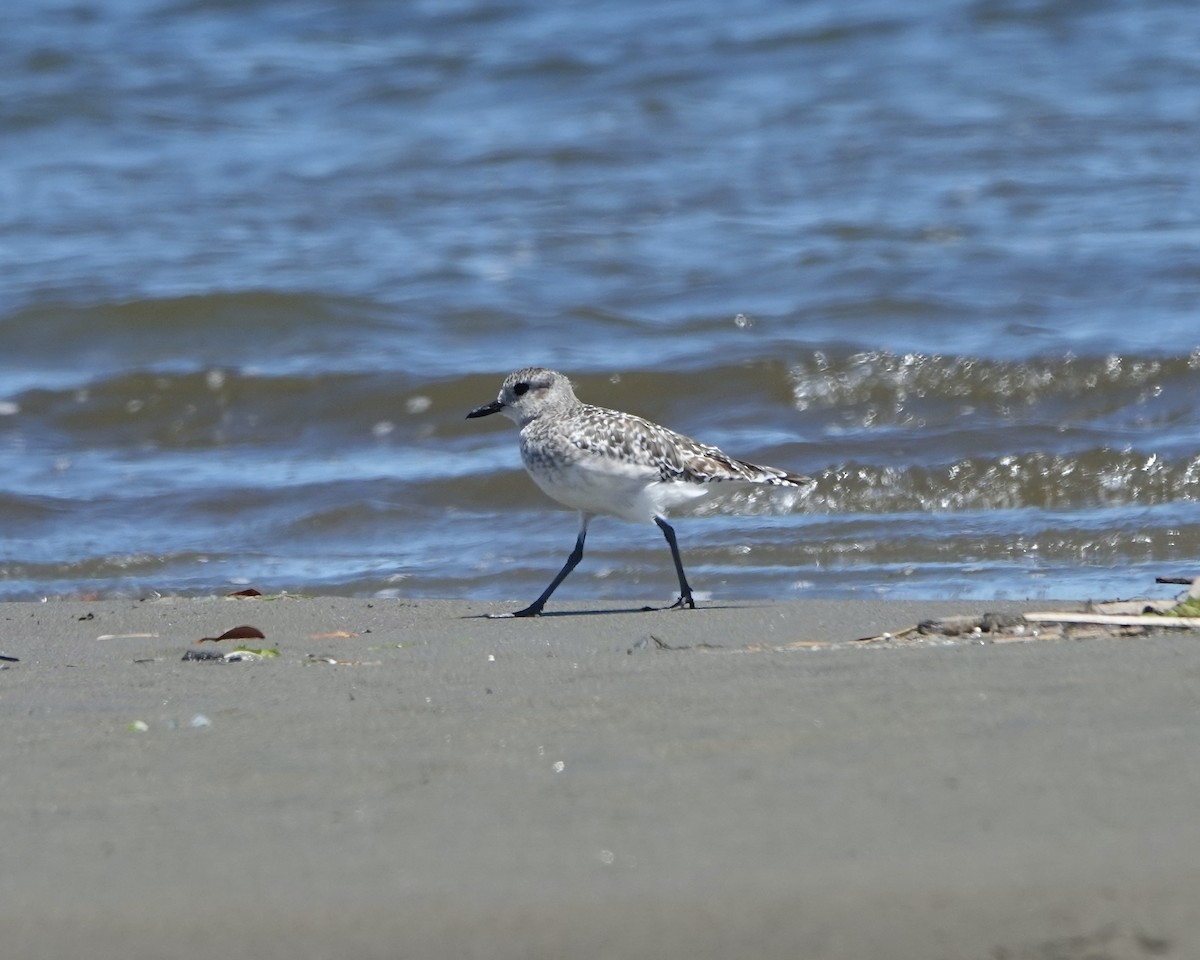 Black-bellied Plover - ML612811148