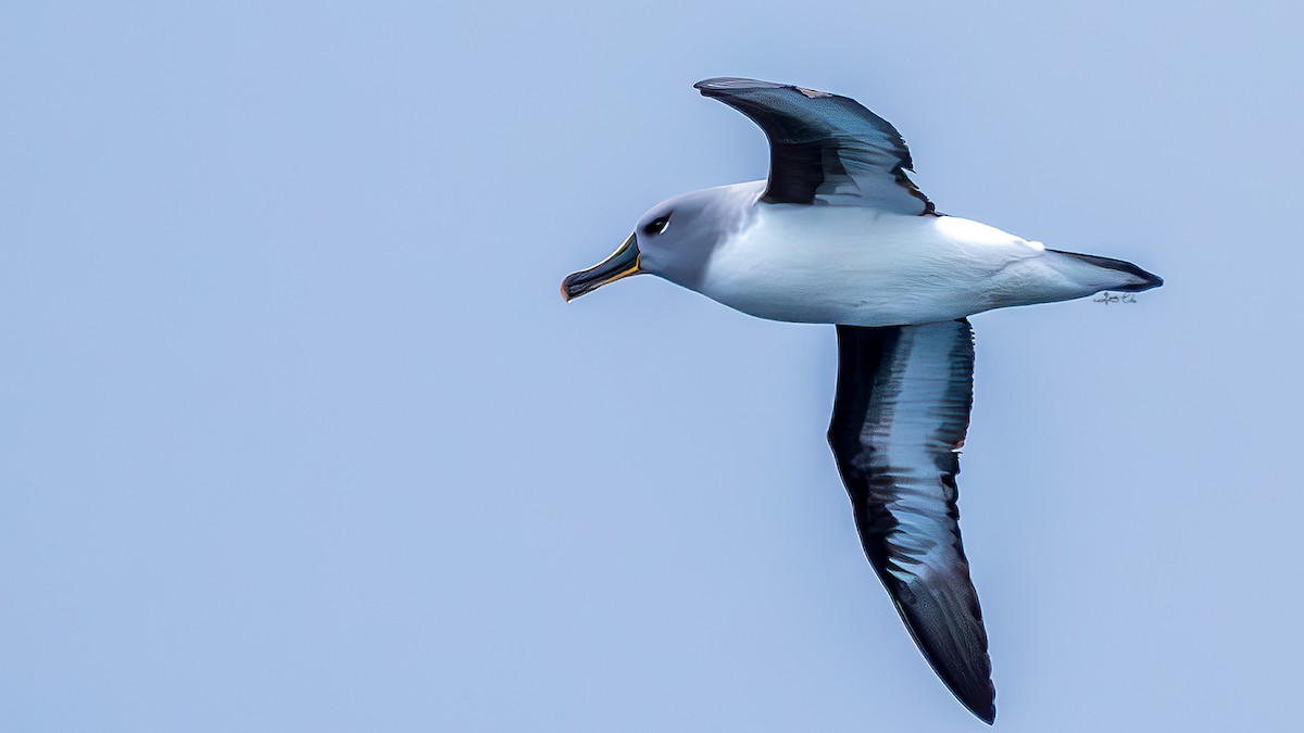 Gray-headed Albatross - Yosico Chu