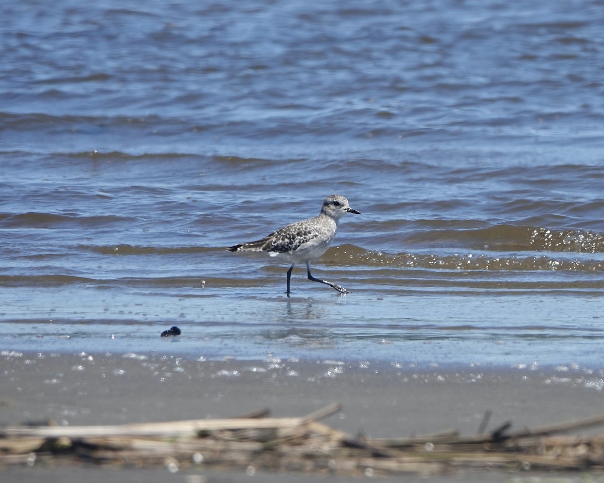 Black-bellied Plover - ML612811169