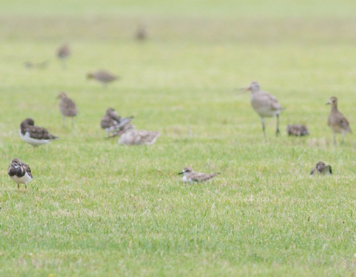 鐵嘴鴴 - ML612811201