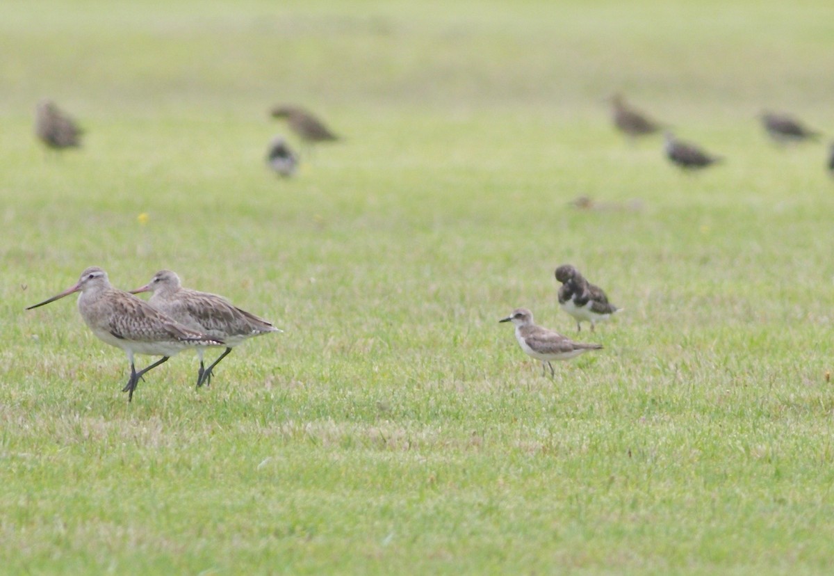 鐵嘴鴴 - ML612811202