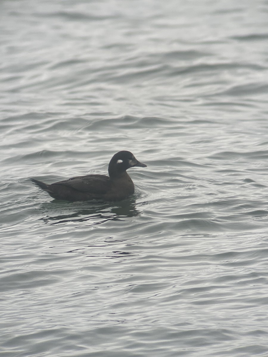 Harlequin Duck - ML612811241