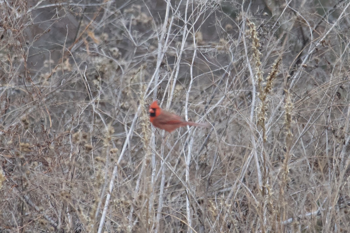 Northern Cardinal - ML612811316