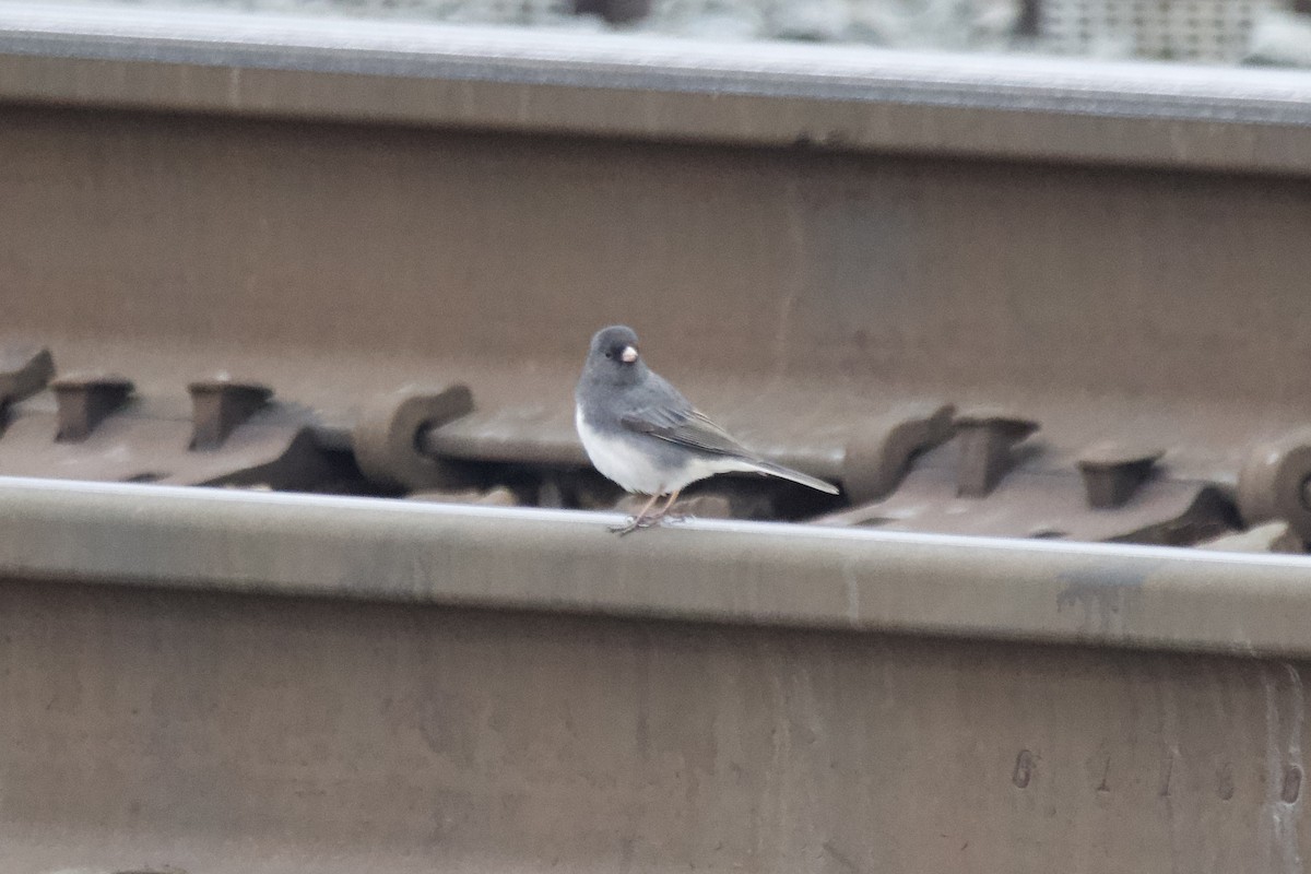 Dark-eyed Junco - ML612811320