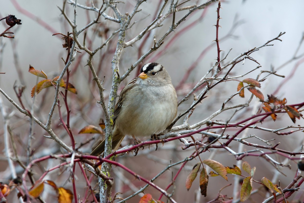 White-crowned Sparrow - ML612811337