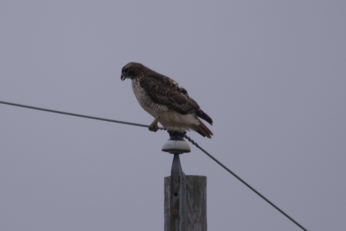 Red-tailed Hawk - ML612811343