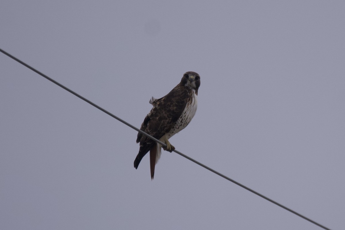 Red-tailed Hawk - ML612811345