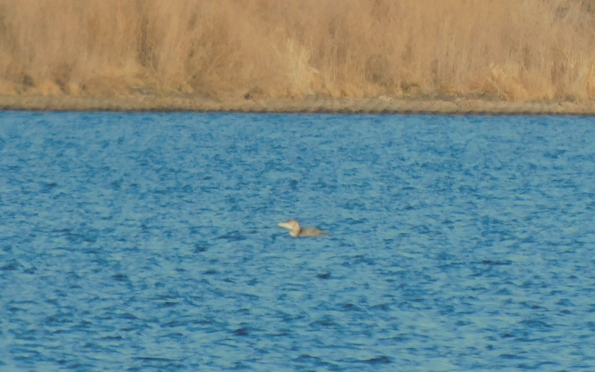 Plongeon à bec blanc - ML612811370