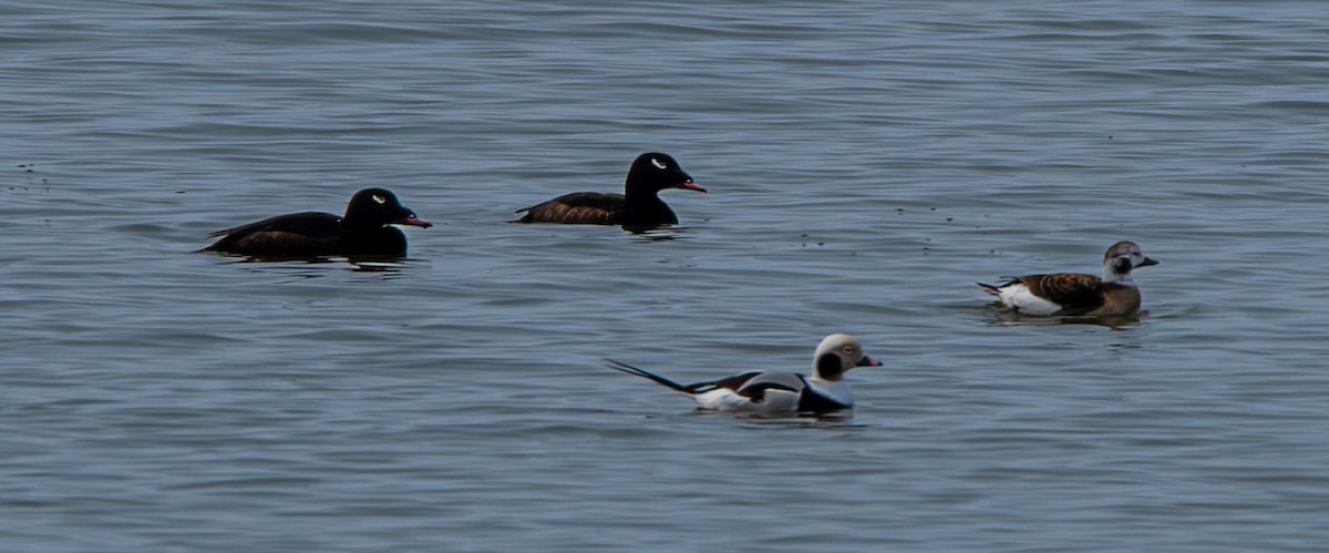 White-winged Scoter - ML612811377