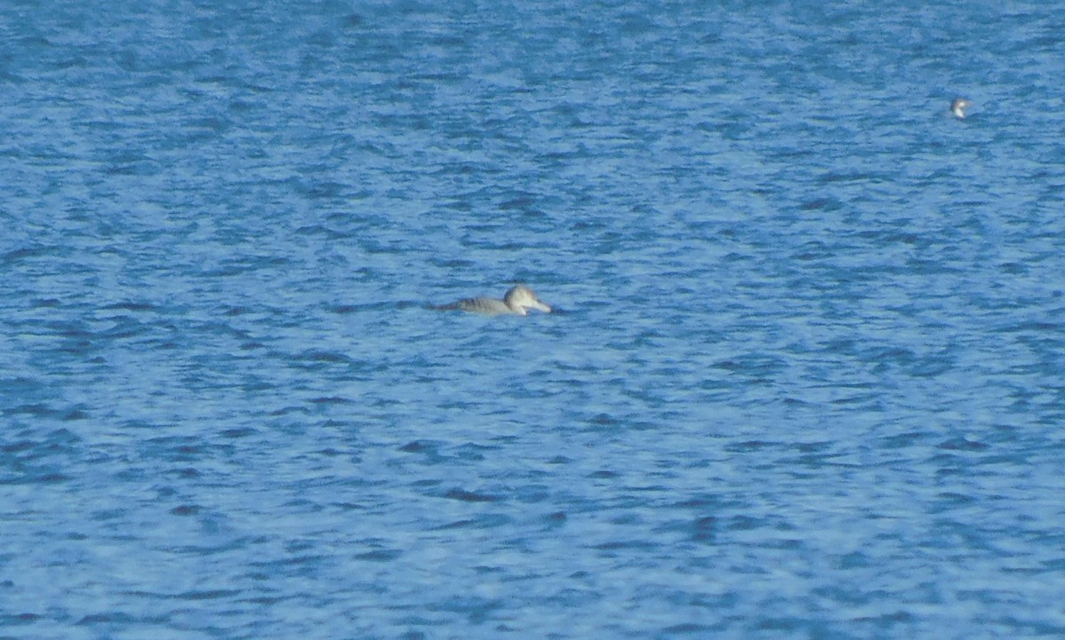 Plongeon à bec blanc - ML612811383