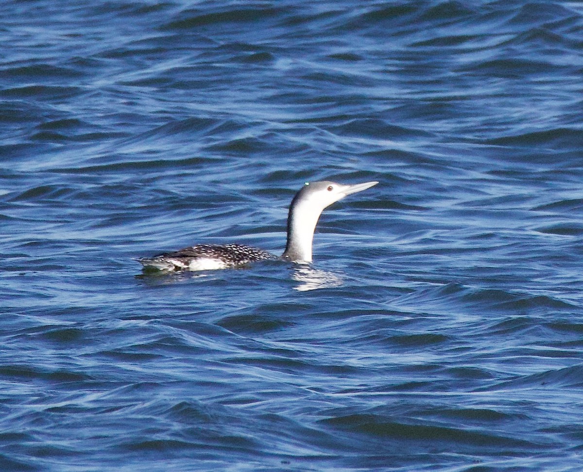 Red-throated Loon - ML612811592