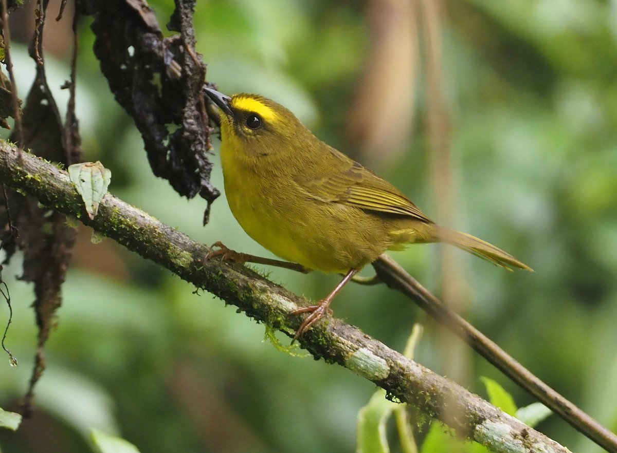 Reinita Citrina (striaticeps) - ML612811626