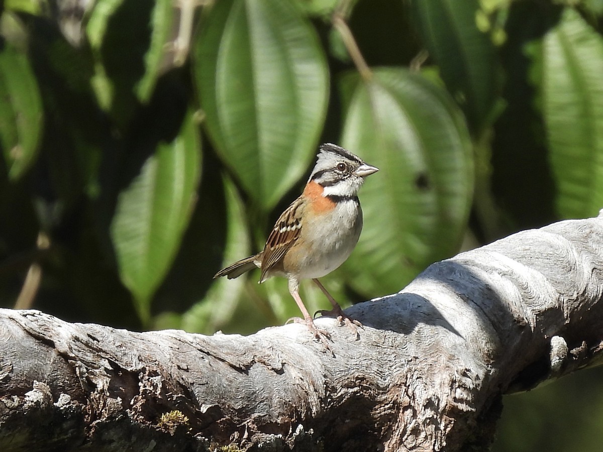 Rufous-collared Sparrow - ML612811632