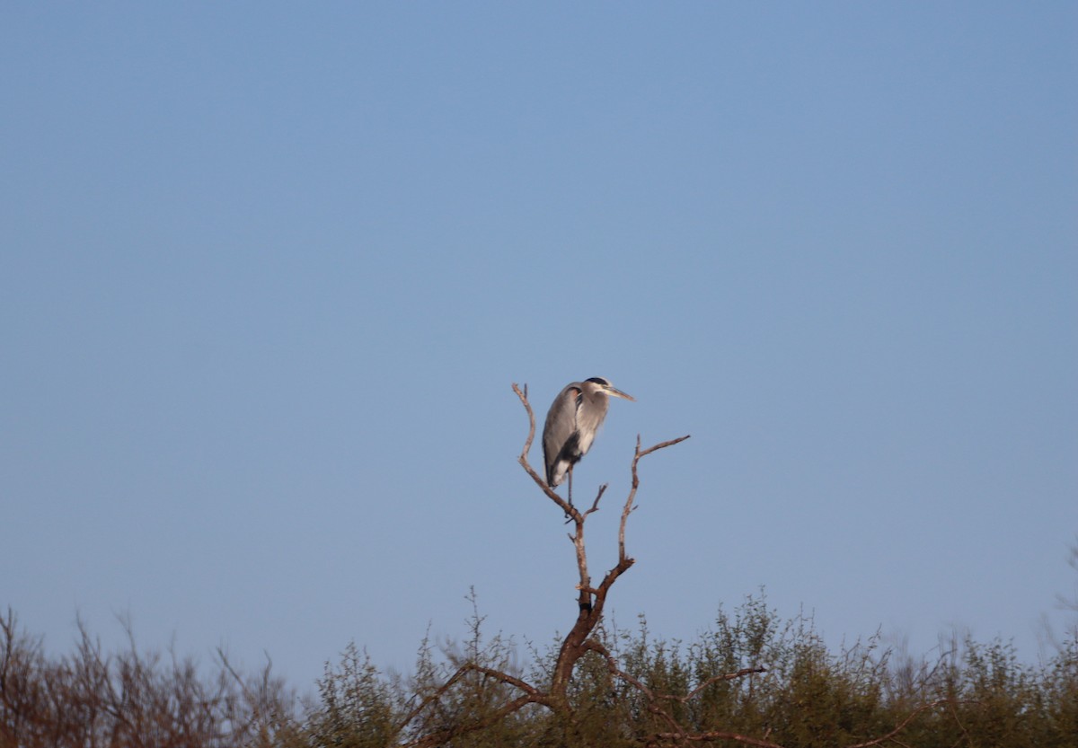 Great Blue Heron - ML612811645