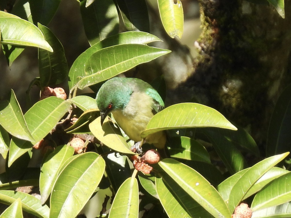 Scarlet-thighed Dacnis - ML612811721