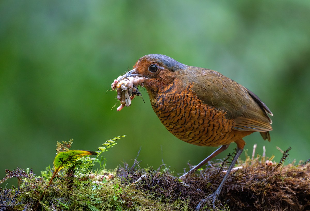 Giant Antpitta - ML612811745