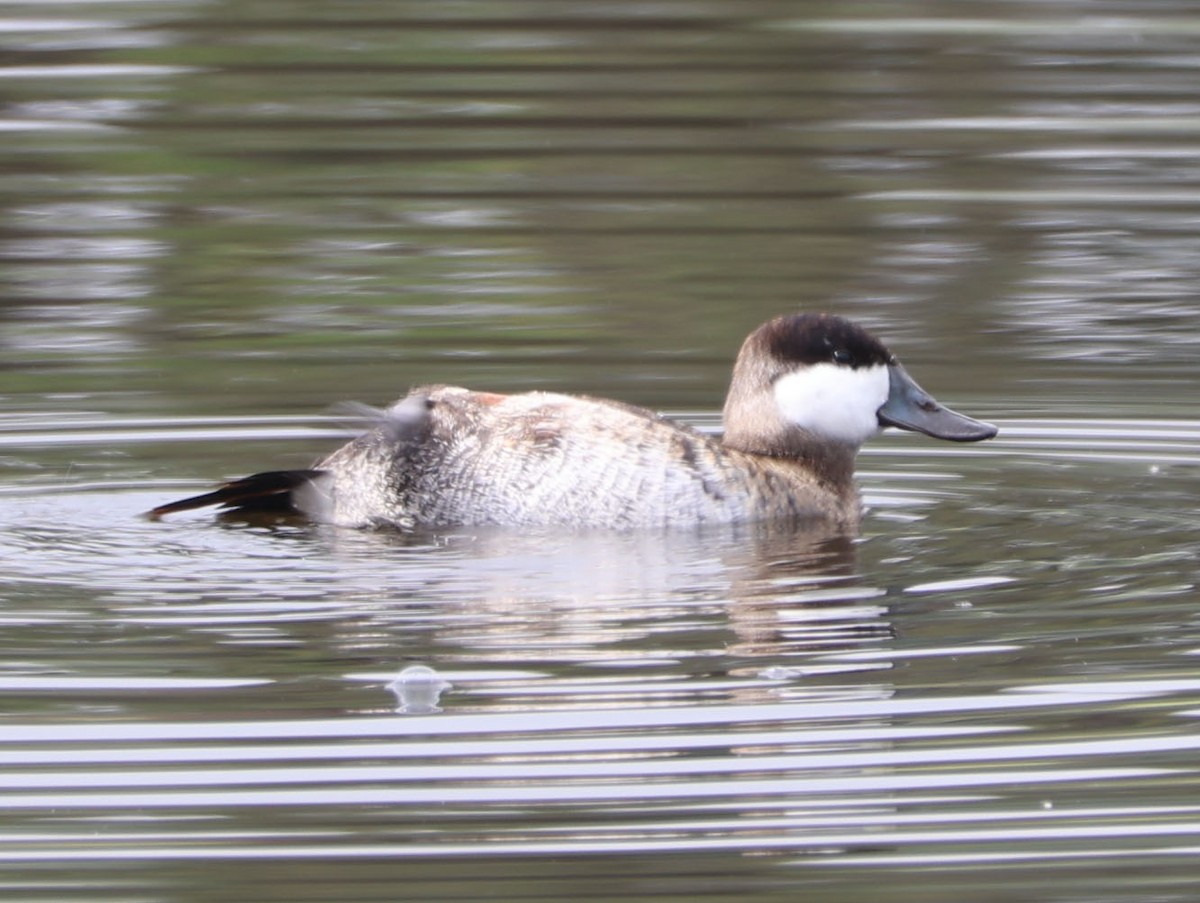 Ruddy Duck - Diane Etchison