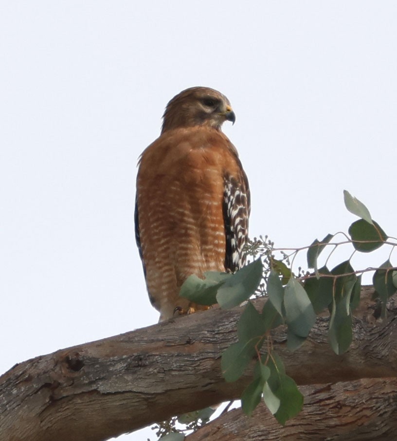 Red-shouldered Hawk - Diane Etchison