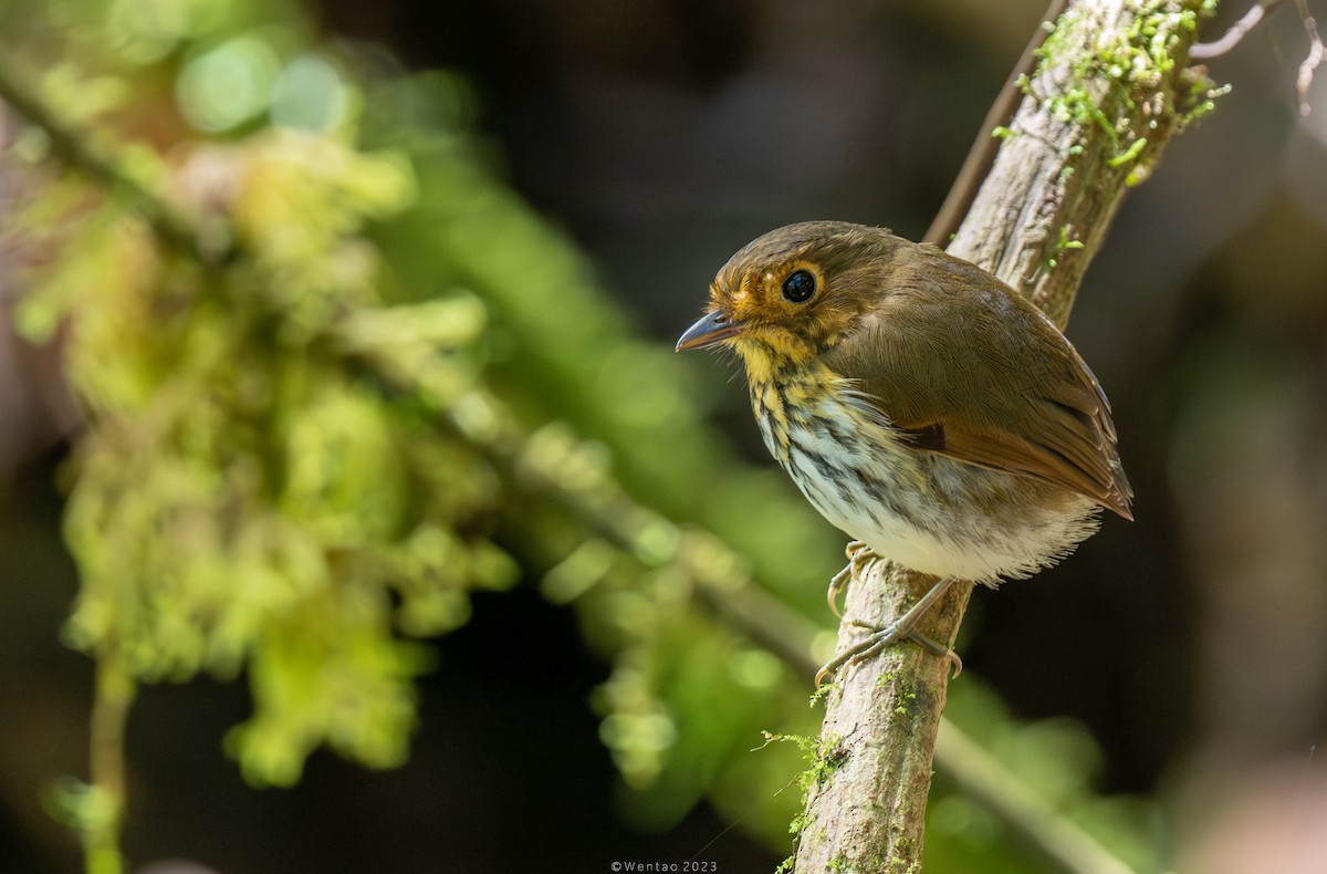 okerbrystmaurpitta - ML612811773