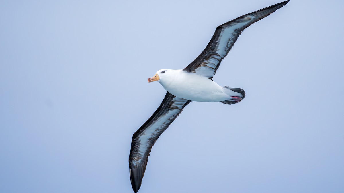 Black-browed Albatross - Yosico Chu