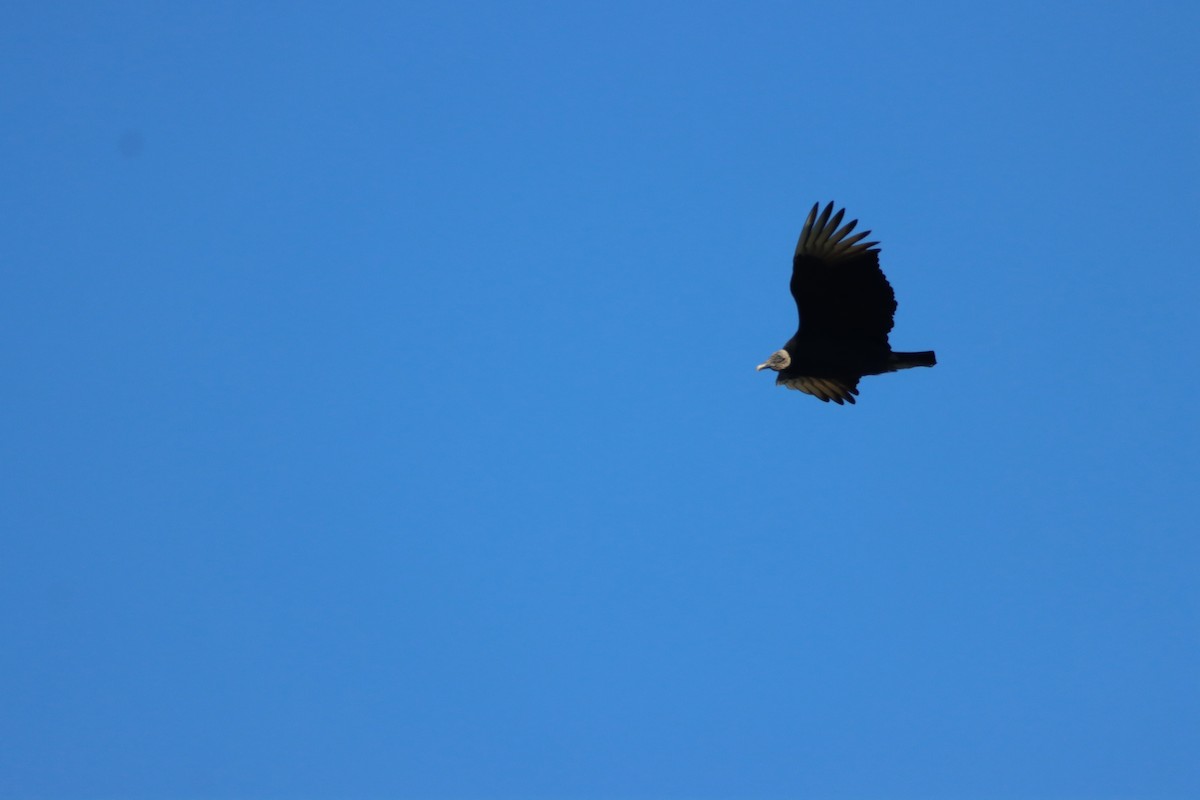 Black Vulture - Anne Jacobs