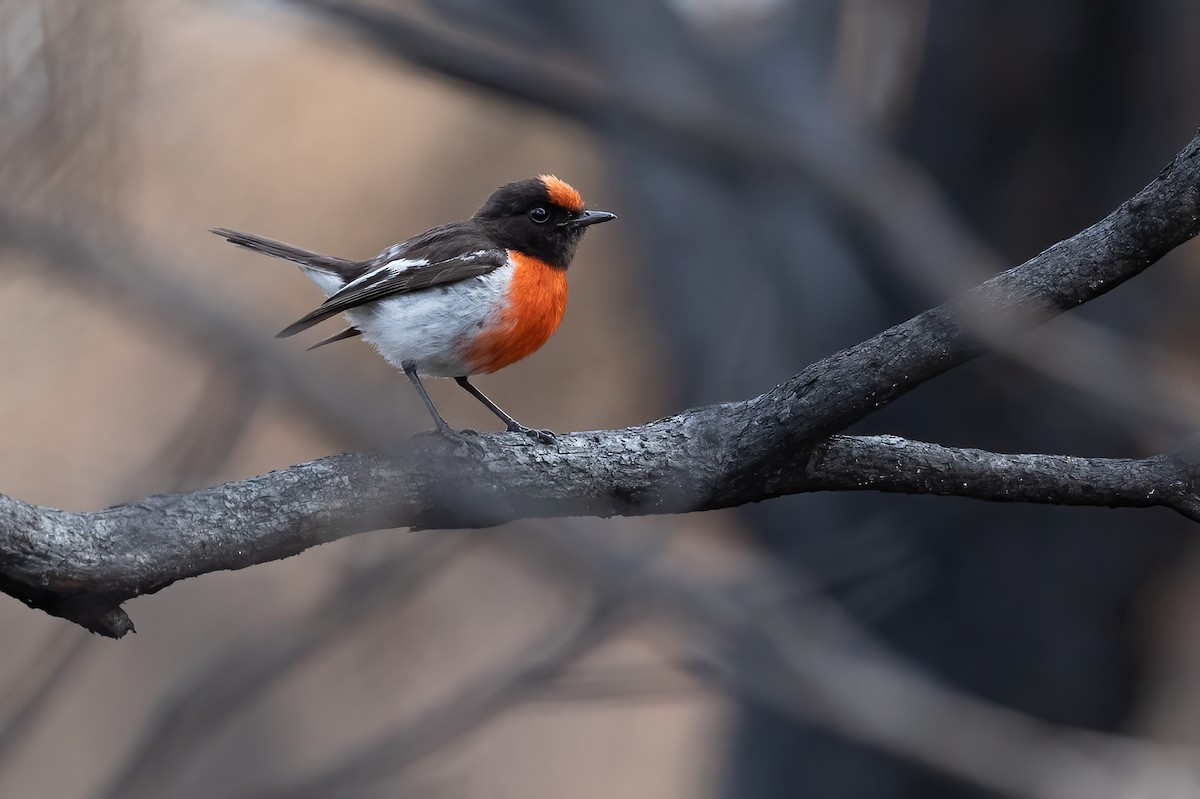 Red-capped Robin - ML612811917
