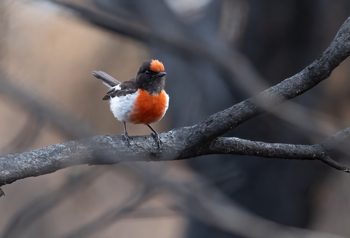 Red-capped Robin - ML612811918