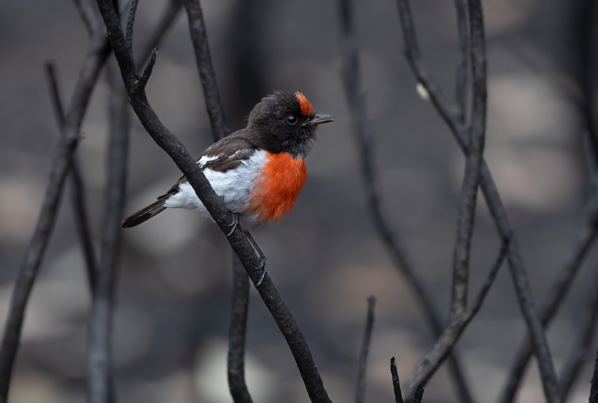 Red-capped Robin - ML612811919