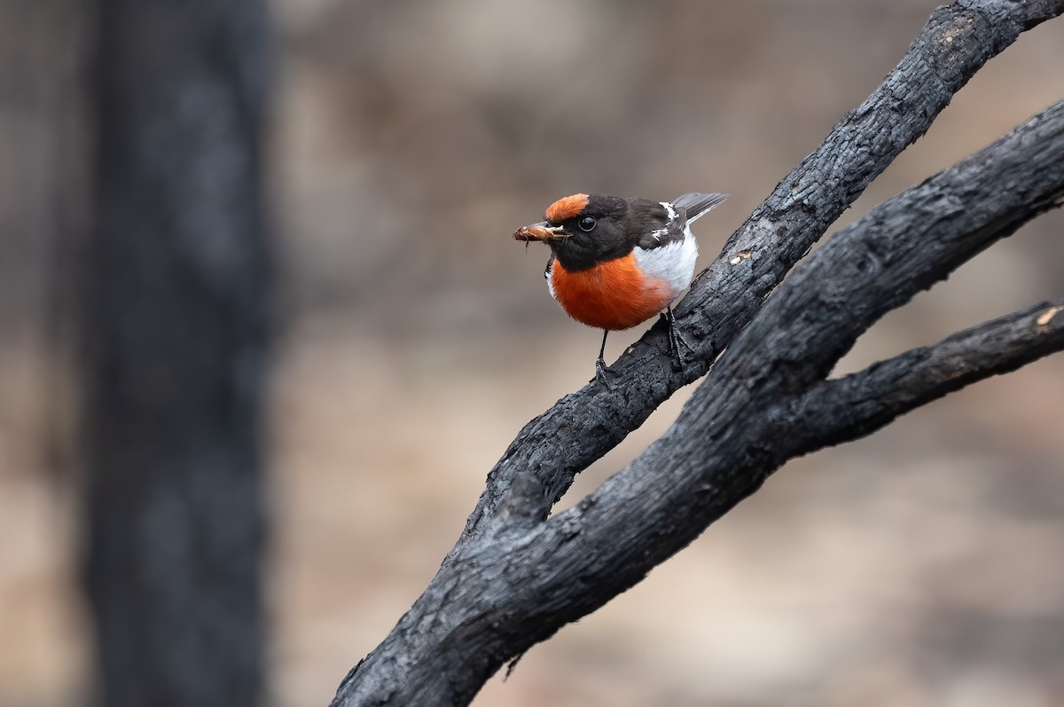 Red-capped Robin - ML612811920