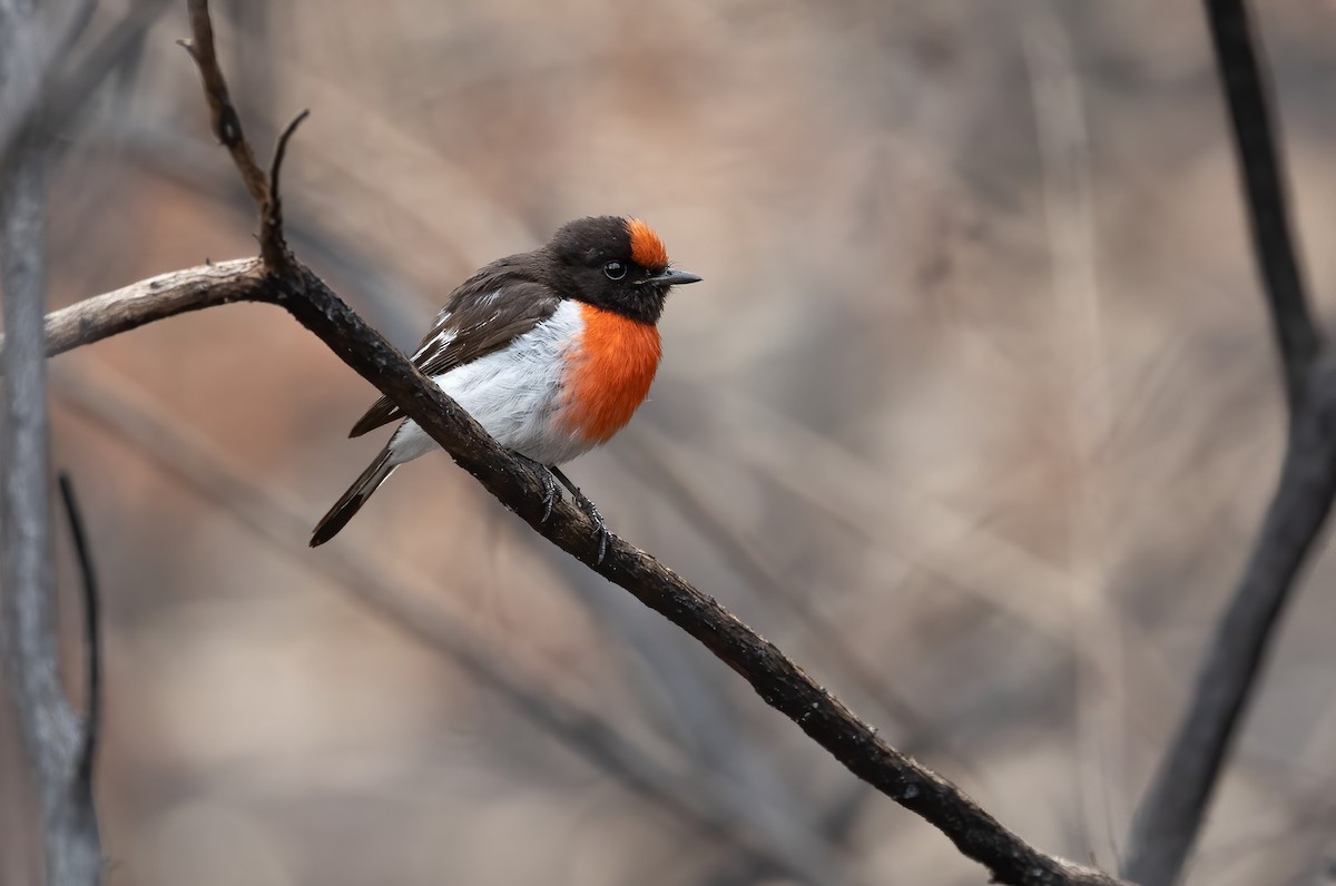 Red-capped Robin - ML612811921