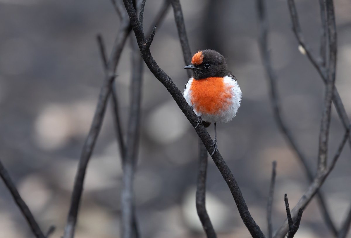 Red-capped Robin - ML612811922