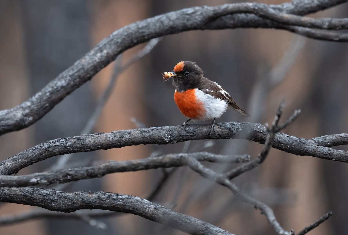 Red-capped Robin - ML612811923