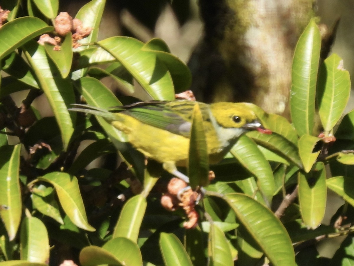 Silver-throated Tanager - ML612811939