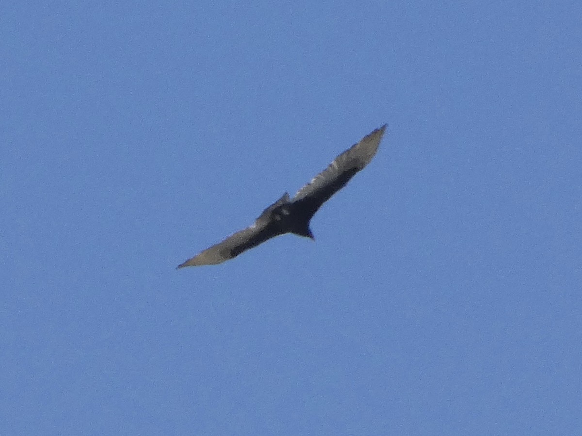 new world vulture sp. - ML612811955