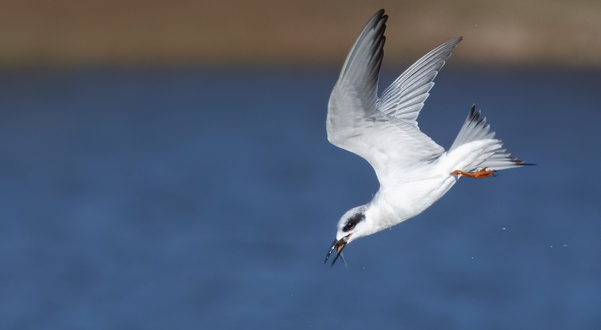 Forster's Tern - ML612812192