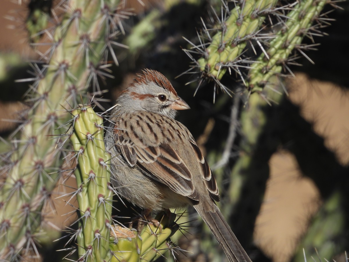 Rufous-winged Sparrow - ML612812275