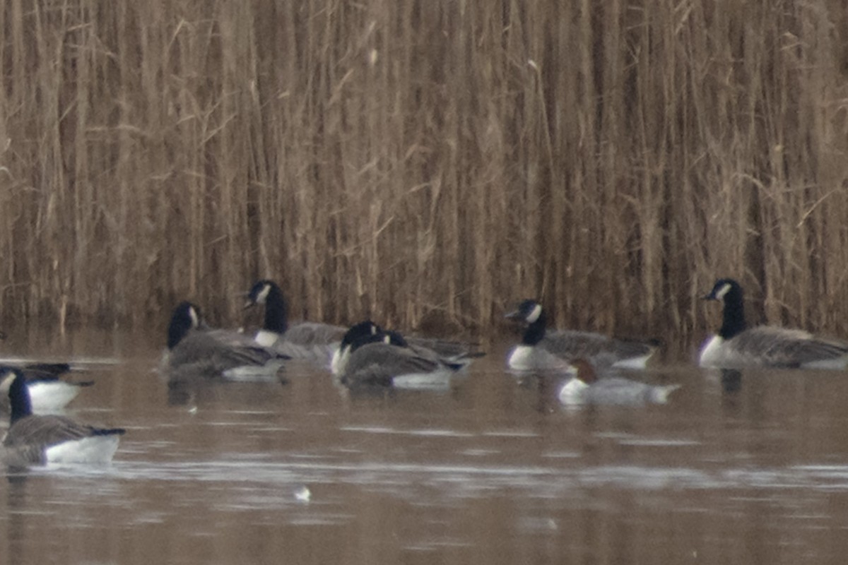 Common Merganser - ML612812333