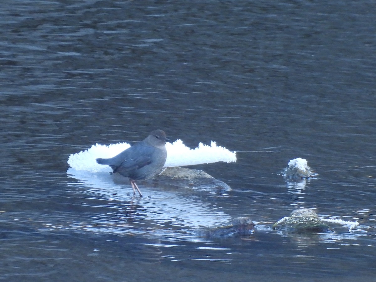 American Dipper - ML612812375