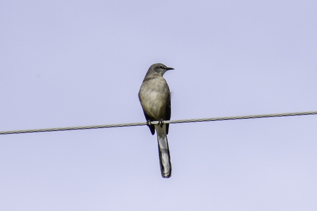 Northern Mockingbird - ML612812446